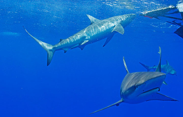 Galapagos sharks cruise in the ocean during a shark viewing expedition with Hawaii Shark Encounters off Haleiwa on Oahu's North Shore.  Photo:  Jamm Aquino/The Honolulu Star-Advertiser.