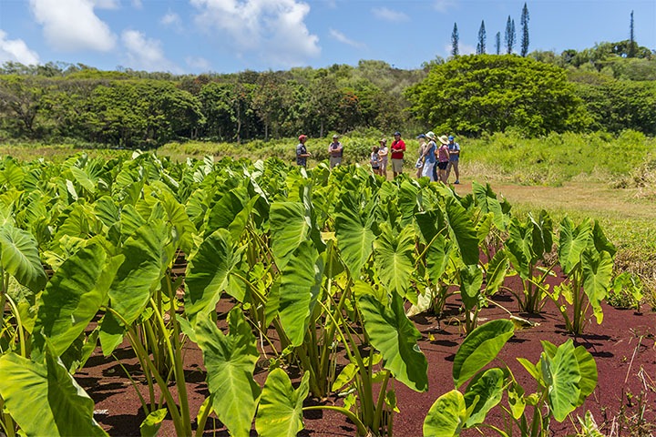 Image of Tasting Kauai