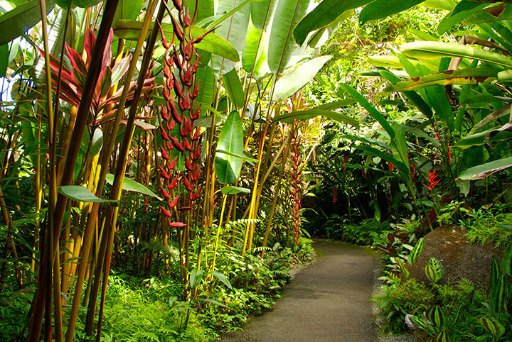 Hawaii Tropical Botanical Garden