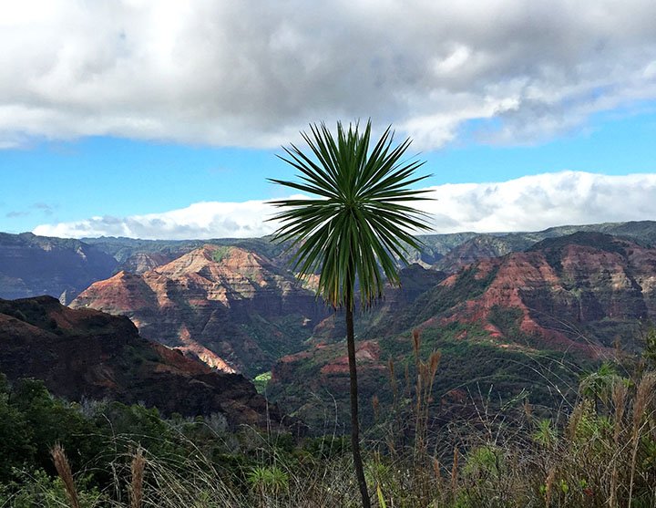 hiking waimea canyon iliau plant