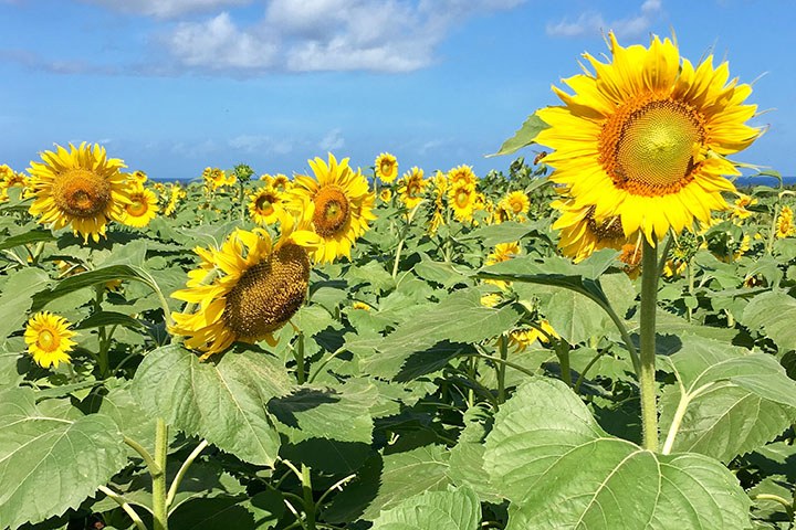 Image of DuPont Pioneer Waialua farm