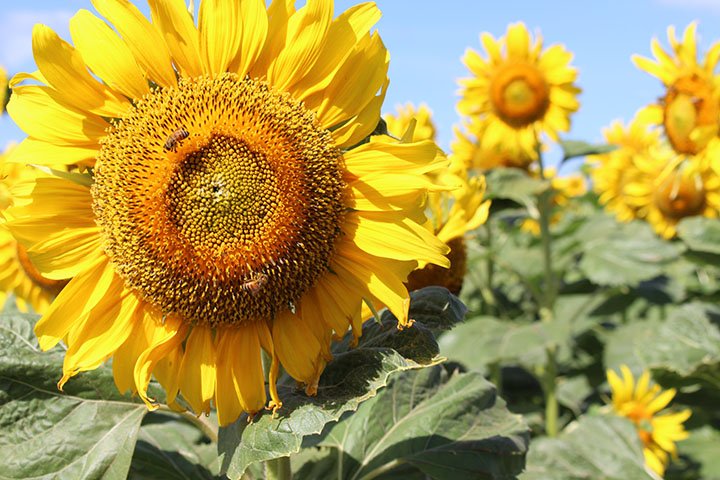 Image of DuPont Pioneer Waialua farm during sunflower season