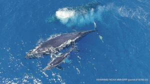 Humpback whale mother and calf swim in Hawaii's ocean waters. (Photo: NOAA)